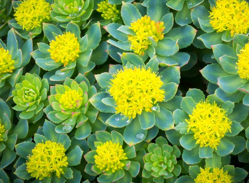 Rhodiola rosea​ Farmácias Correia Rosa Caldas da Rainha