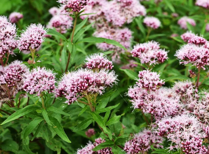 Valeriana Farmácias Correia Rosa Caldas da Rainha