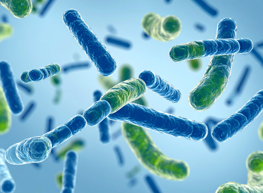 probióticos no complemento do tratamento da obesidade Farmácias Correia Rosa Caldas da Rainha